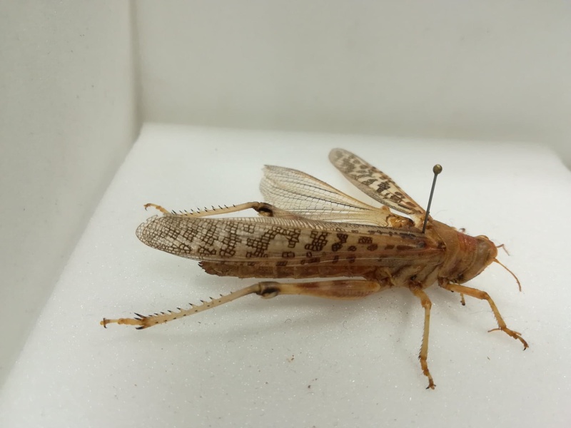 Locusta migratoria; Arthropoda / Insecta; Adult insect; MSCL 300