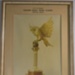 Golden Eagle Trophy; 1969; D-BCL-150