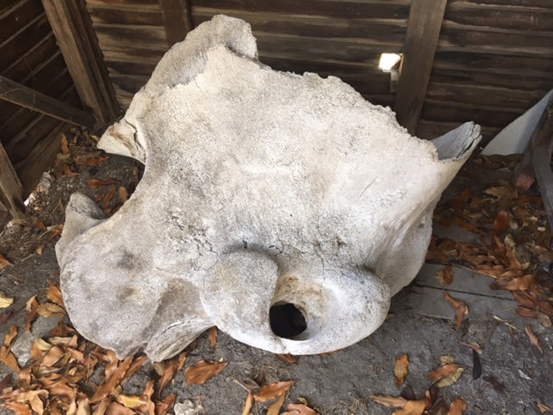 Whale bone fragment, Kiah Inlet, NSW, Australia, 1896-1930; 2012.35 | eHive