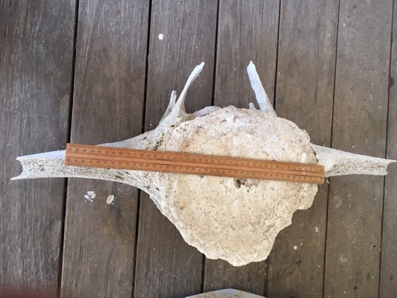 Whale bone fragment, Kiah Inlet, NSW, Australia, 1896-1930; 2012.29 | eHive