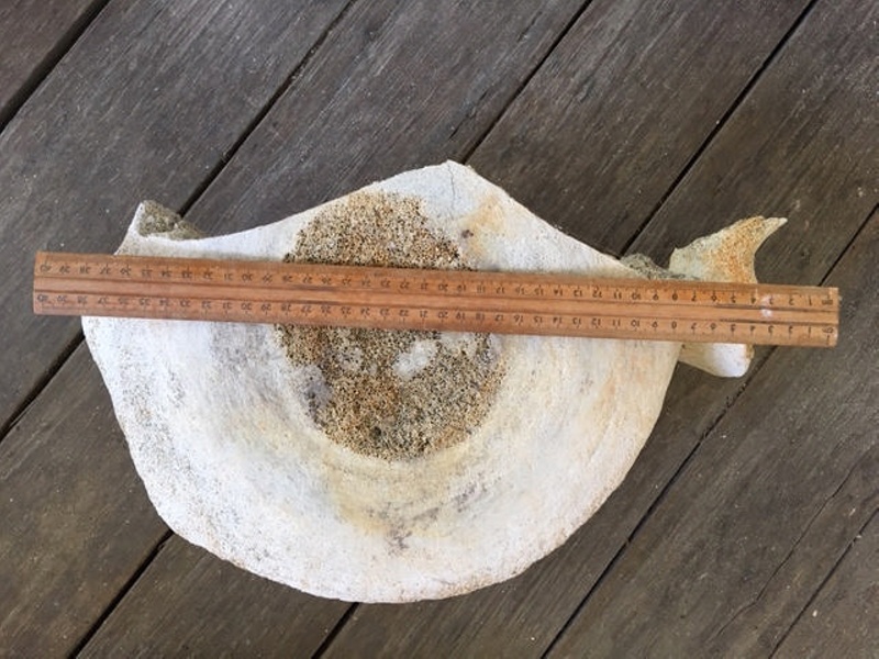 Whale bone fragment, Kiah Inlet, NSW, Australia, 1896-1930; 2012.36 | eHive