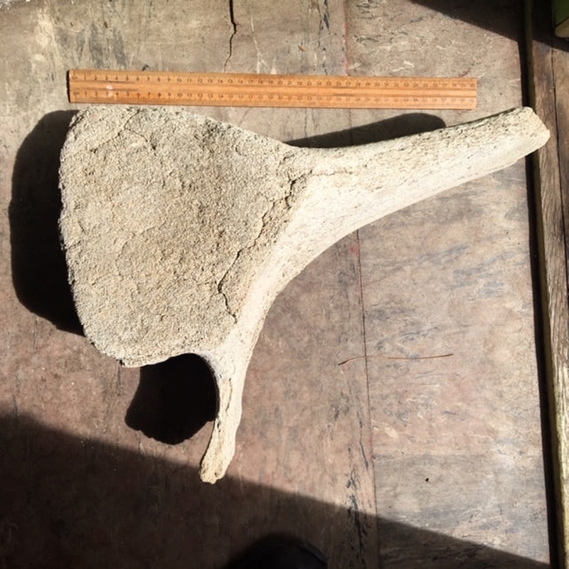 Whale bone fragment, Kiah Inlet, NSW, Australia, 1896-1930; 2012.27 | eHive