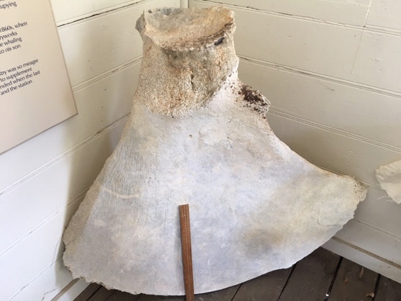 Whale bone fragment, Kiah Inlet, NSW, Australia, 1896-1930; 2012.32 | eHive