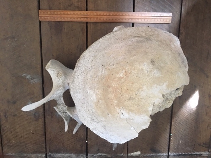 Whale bone fragment, Kiah Inlet, NSW, Australia, 1896-1930; 2012.25 | eHive