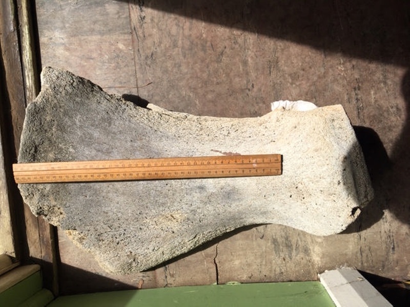 Whale bone fragment, Kiah Inlet, NSW, Australia, 1896-1930; 2012.26 | eHive