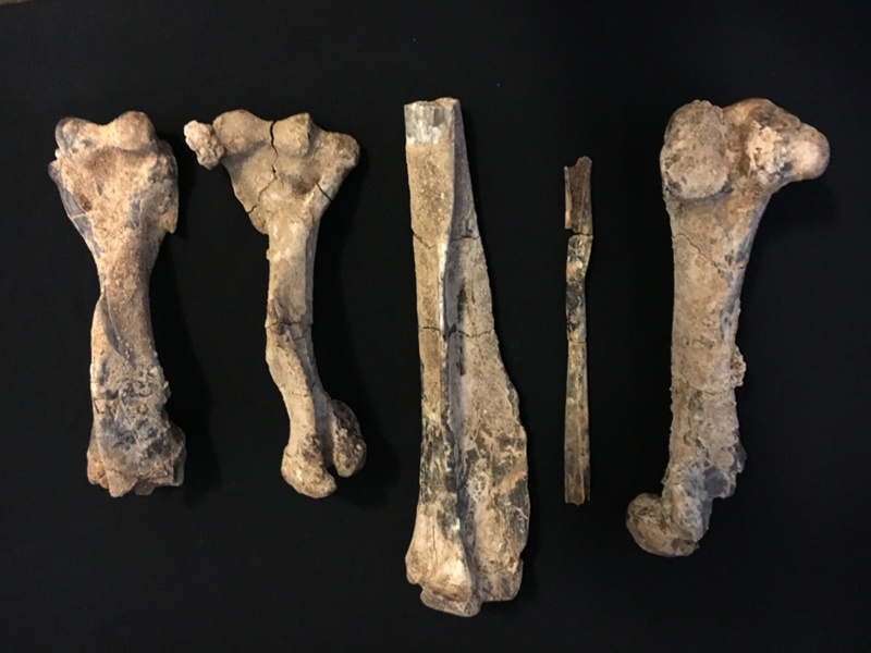 Procoptodon goliah Humerus; Procoptodon goliah; CBC.2017.8.1 | eHive