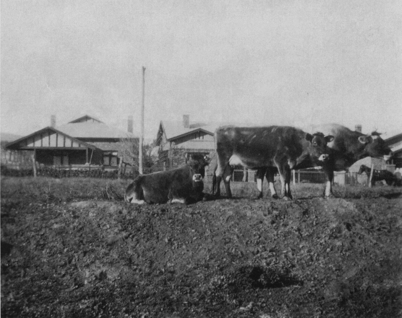 Crozier Avenue, Daw Park with cows; 1920 ca; P02579 eHive