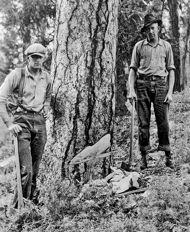 Loggers Barton & Barton; c 1930s | eHive