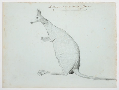 Le Kangourou de la Nouvelle Hollande. “Par M Petit – Ebauche”; Nicholas Martin Petit - Artist; 1802; SF001743