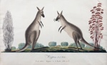 Two kangaroos; Richard Browne - Artist; 1819; SF001615
