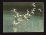 National savings stamps gift card - seagulls in flight; 13170