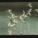 National savings stamps gift card - seagulls in flight; 13170 National savings stamps gift card - seagulls in flight; 13170