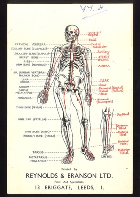 First Aid diagram - skeletal frame & arteries - "Reynolds & Branson Ltd" - Leeds; 13122