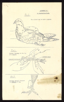 Instruction leaflet - indicating the correct way to hold a Carrier pigeon & attach a container to its leg - plus photocopy; 3809 Instruction leaflet - indicating the correct way to hold a Carrier pigeon & attach a container to its leg - plus photocopy; 3809