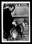 Photograph - Adolf Hitler with pet alsation dog - photograph allegedly taken by a member of Hitler's staff; 2852