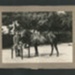 3 Photographs of RSM H.W.Courtney 14/18 Hussars; 49441 3 Photographs of RSM H.W.Courtney 14/18 Hussars; 49441