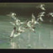 National savings stamps gift card - seagulls in flight; 13169