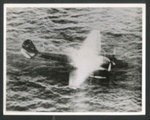 Photograph - JU88 German aircraft crash lands in North Sea; 2620