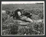 Photograph - fighter pilots examine flying bomb shot down by R.A.F. - 1944; 1/01/1944; 2611