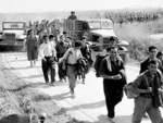 Photograph - Italian refugees moving along a narrow lane near Battipaglia; 9599