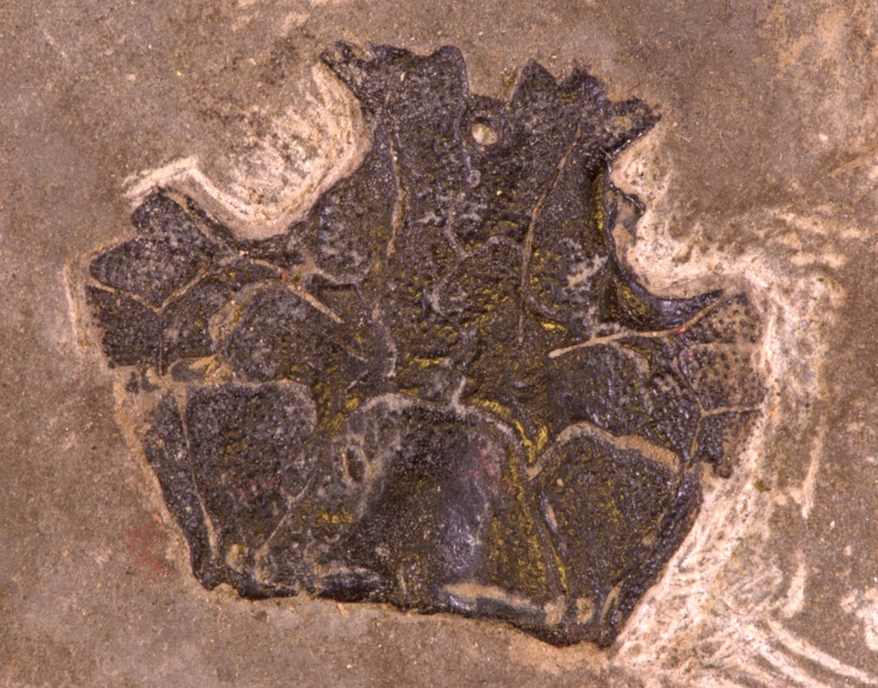 Fossil fish - Millerosteus minor; Pennyland shore, west of Thurso