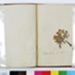 Book of Pressed Flowers; Lady Hornby; 1856; 0600