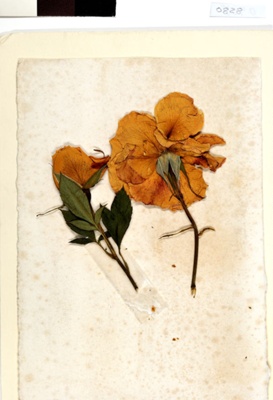 The Florence Nightingale Rose; Gandy's; 1353