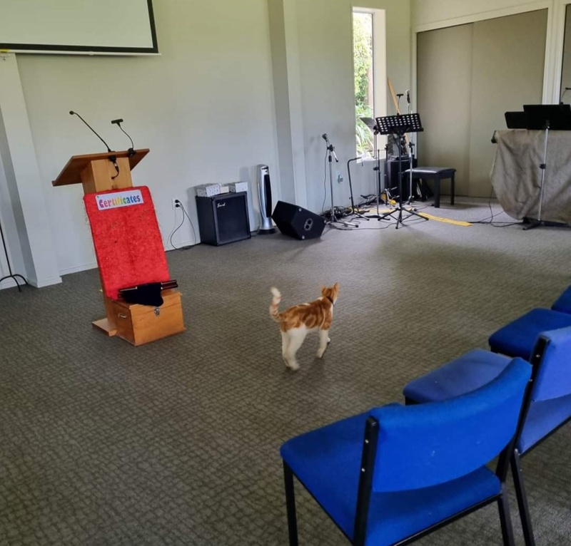 Te Anau Community Events - 'Ginge' the cat & his around town adventures, 1st half of Feb 2024, from 1st-14th February 2024: