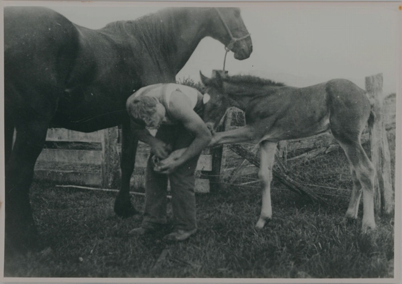 Woodlands Estate, Waiau - farmed by the Mouat family (1893-2008), the horses