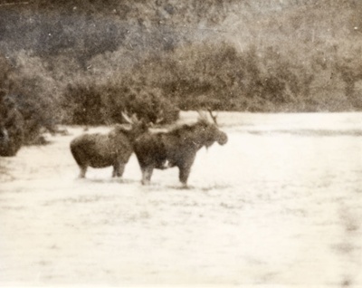 Fiordland or Te Rua-o-Te-Moko: Hunting, Shooting & Fishing - Moose on the Loose image item