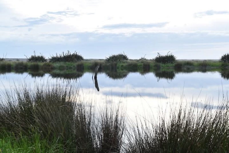 Waiau District Natural Heritage - Waiau Trust Wetlands at Te Waewae