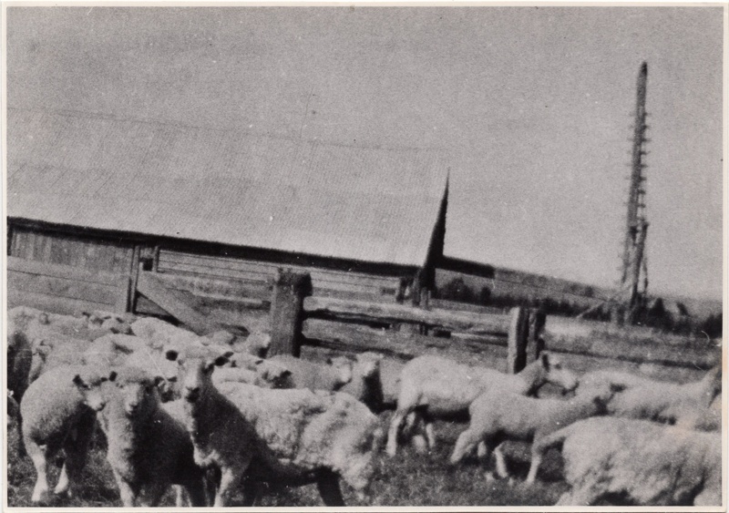 Woodlands Estate, Waiau - farmed by the Mouat family (1893-2008), Shearing Shed & Sheep
