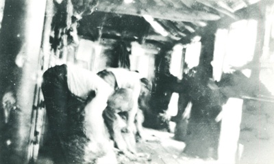 Woodlands Estate, Waiau - farmed by the Mouat family (1893-2008), Blade Shearing the Sheep image item