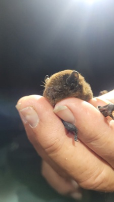 Fiordland or Te Rua-o-Te-Moko Natural History - Aotearoa NZ's oldest Pekapeka-tou-roa or Long-tailed Bat