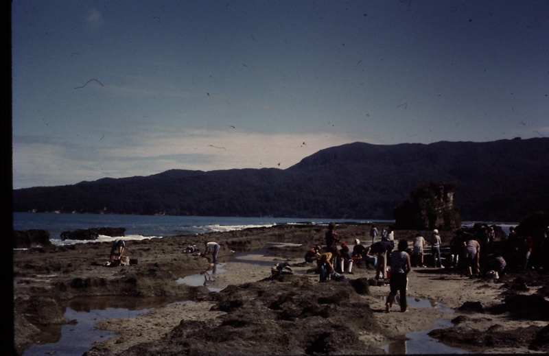 Bluecliffs Beach History - Toheroa gathering in the past