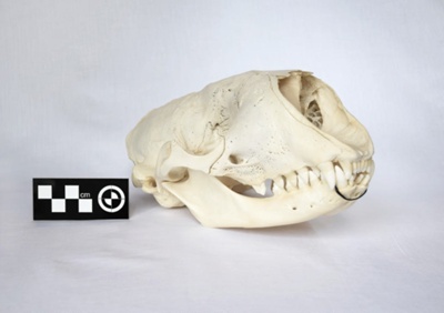 Grey Seal Skull; Halichoerus grypus; Zoology; Pebble beach just east of ...