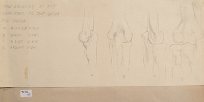 Joining of Humerus to the Ulna and Radius ; Richards, Albert; c. 1937; BIKGM.7036.1