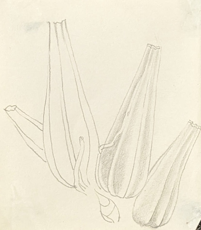 Orchid Tubers; Richards, Albert; 1935-1939; BIKGM.7118