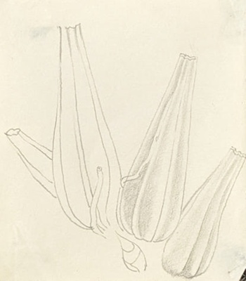 Orchid Tubers; Richards, Albert; 1935-1939; BIKGM.7118