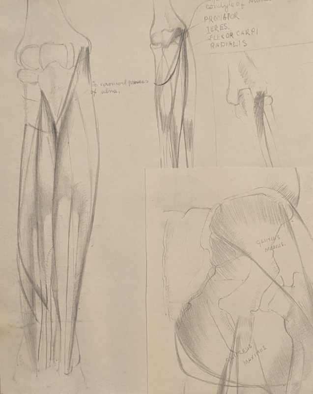 Study of the Bones and Muscles of the Forearm (3 Views).; Richards, Albert; 1935-1939; BIKGM.7037.1