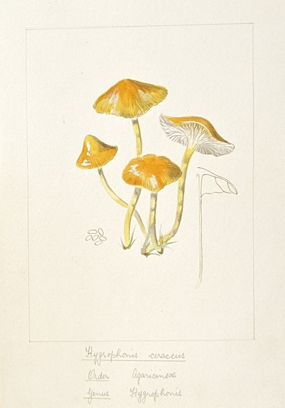 Hygrophonis Ceraceus; Wood, Emily Margaret; BIKGM.6785