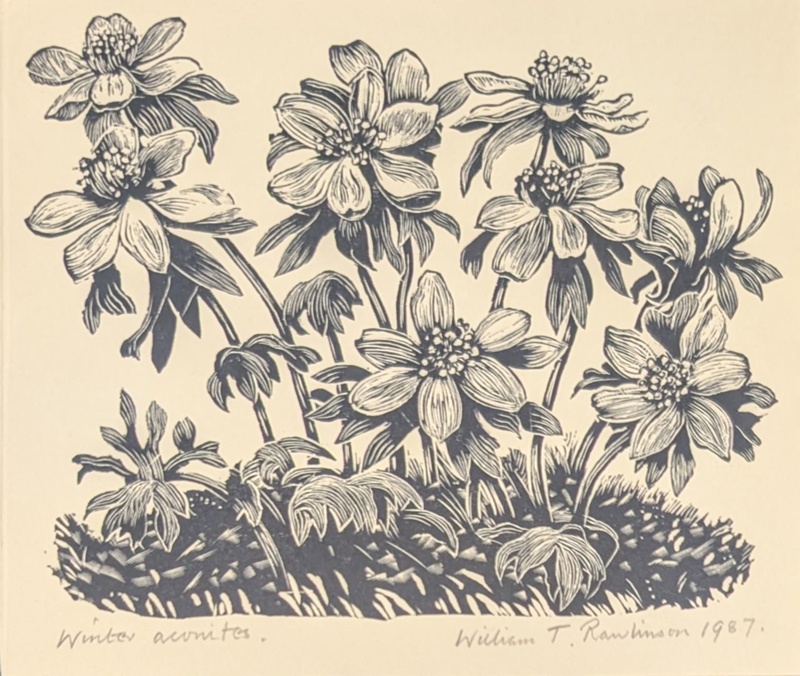 Winter Aconites; Rawlinson, William Thomas (1912-1993); 1987; WR.79