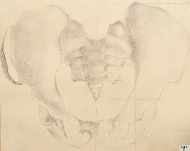 Study (Front View) of Pelvis; Richards, Albert; 1935-1939; BIKGM.7034.2