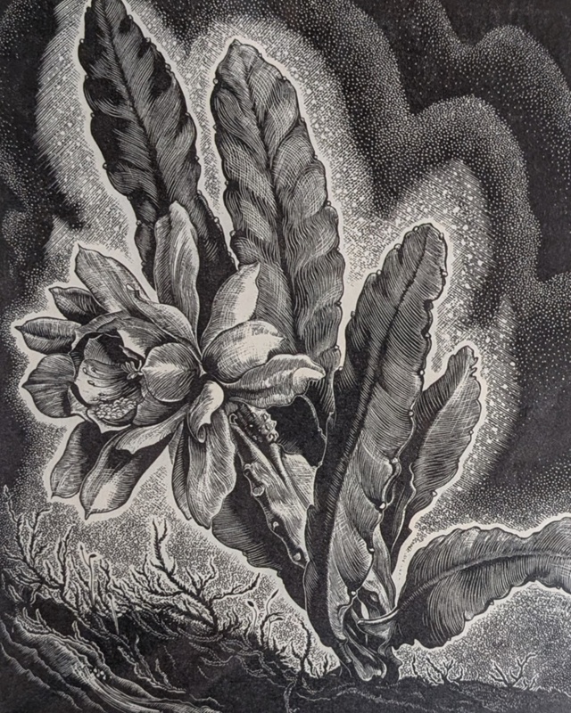 Epiphyllum; Rawlinson, William Thomas (1912-1993); 1970; WR.14