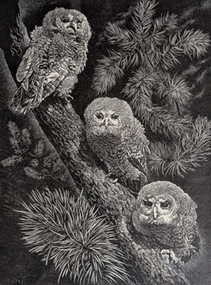 Fledgling Owls; Rawlinson, William Thomas (1912-1993); 1981; WR.2
