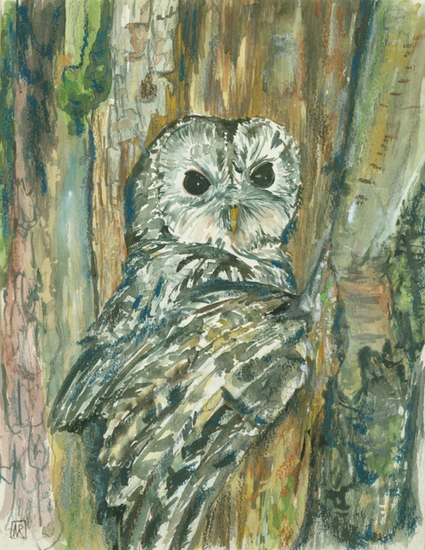 Tawny Owl; Rothwell, Nancy; BIKGM.W839