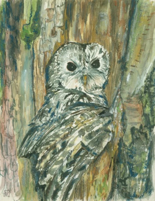 Tawny Owl; Rothwell, Nancy; BIKGM.W839