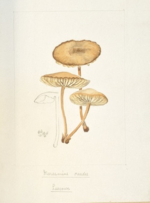 Marasmius Oreades; Wood, Emily Margaret; 1898; BIKGM.6790