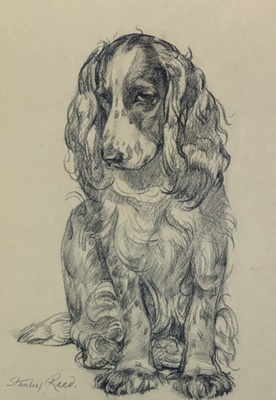 Spaniel; Reed, Stanley (1908-1978); BIKGM.8294