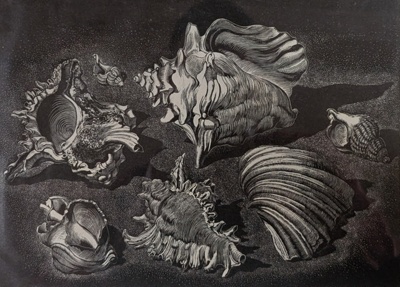 Shell Forms; Rawlinson, William Thomas (1912-1993); 1967; WR.47